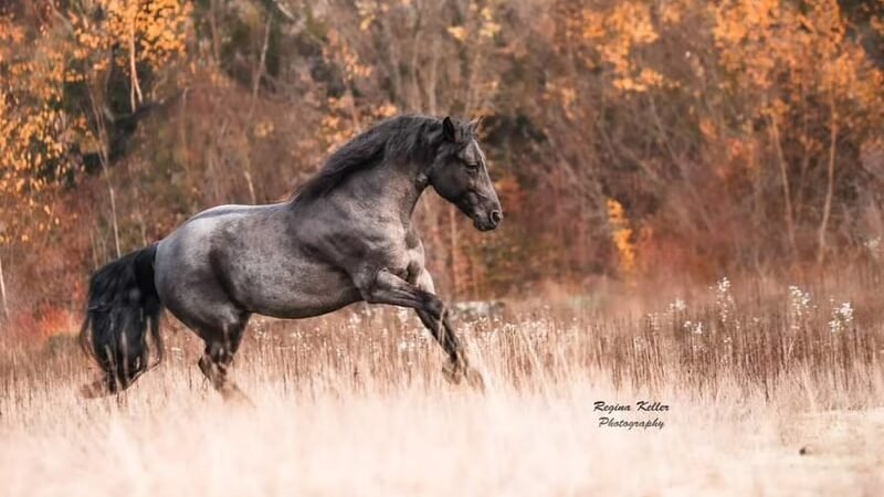 Connemara ponies for sale worldwide