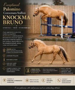 Knockma Bruno