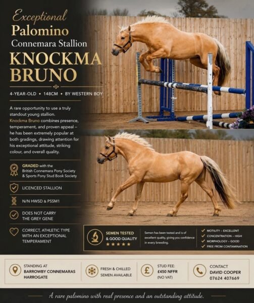Knockma Bruno