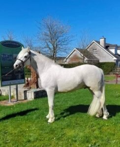 Clonmore Geallog Ban