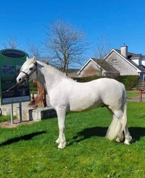 Clonmore Geallog Ban