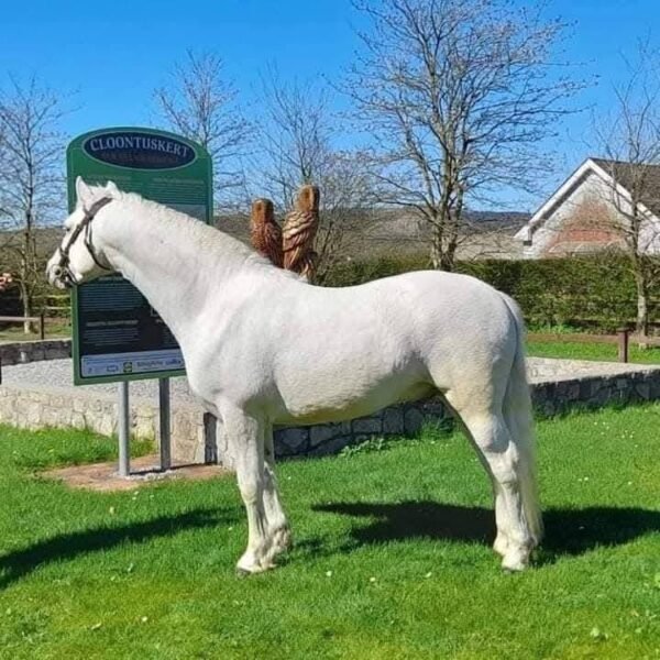 Clonmore Geallog Ban