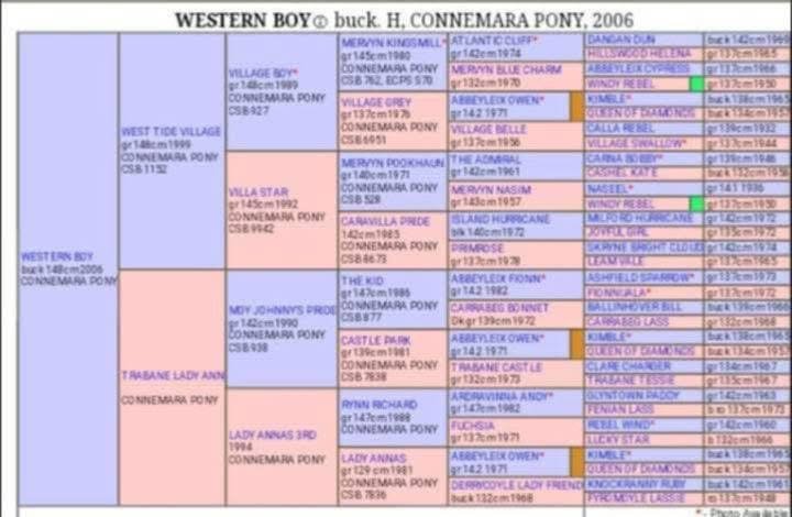 Western Boy