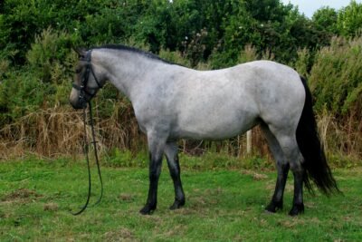 Beechmount Freya - Roan Connemara 4yr old