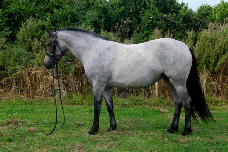Beechmount Freya - Roan Connemara 4yr old