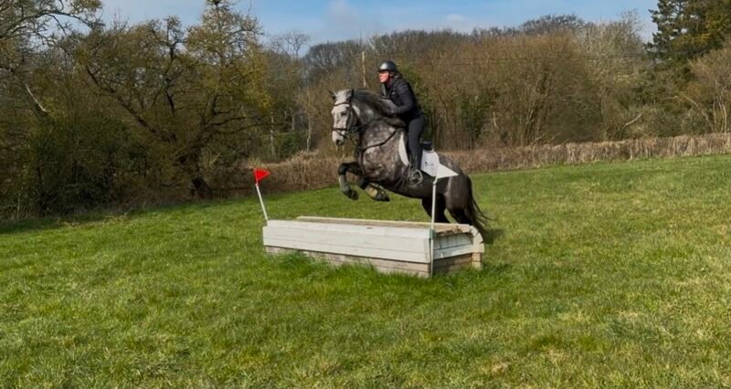 Versace - 15.2hh Connemara Gelding