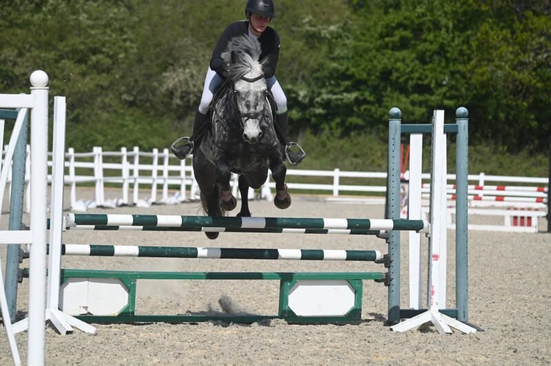 Versace - 15.2hh Connemara Gelding