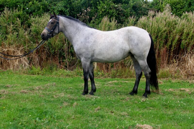 Beechmount Freya - Roan Connemara 4yr old