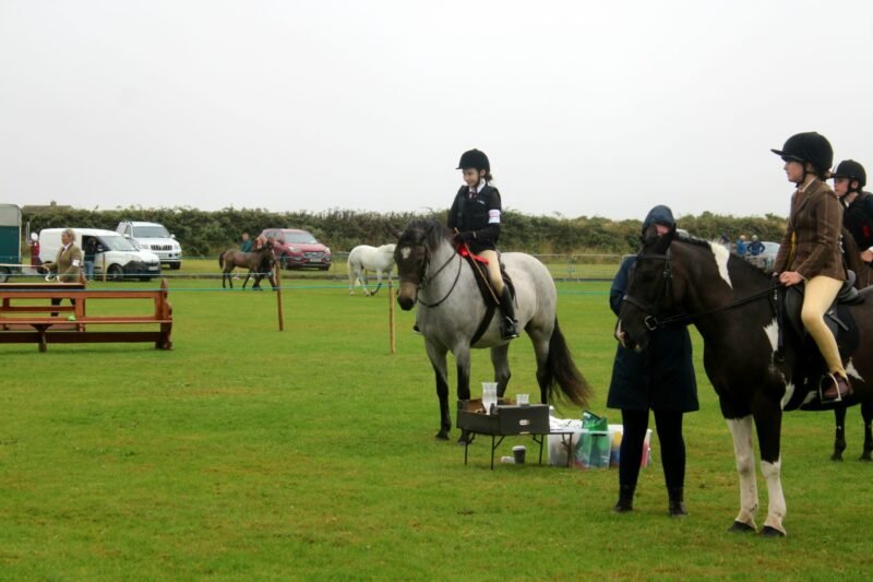 Beechmount Freya - Roan Connemara 4yr old