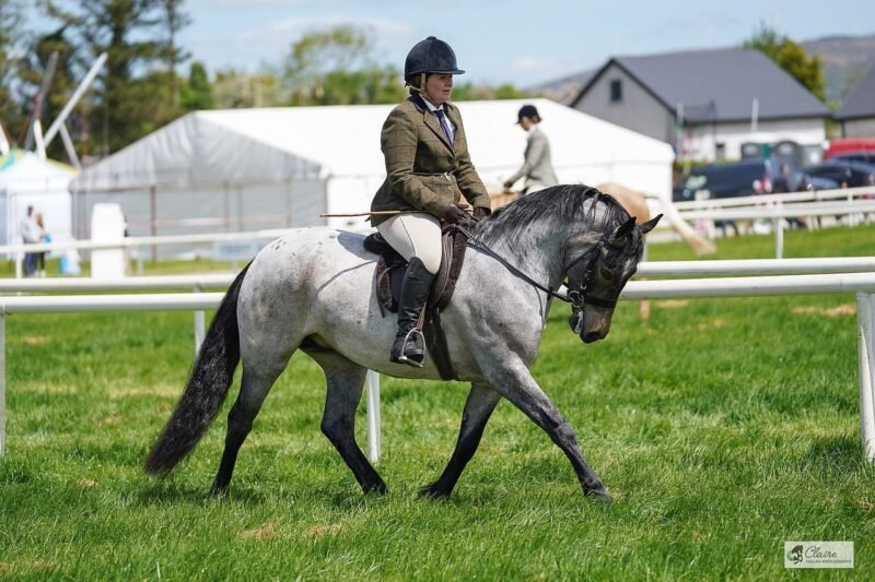Beechmount Freya - Roan Connemara 4yr old