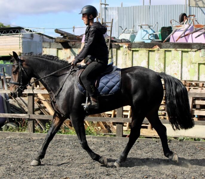 15.2hh Bay Connemara Pony