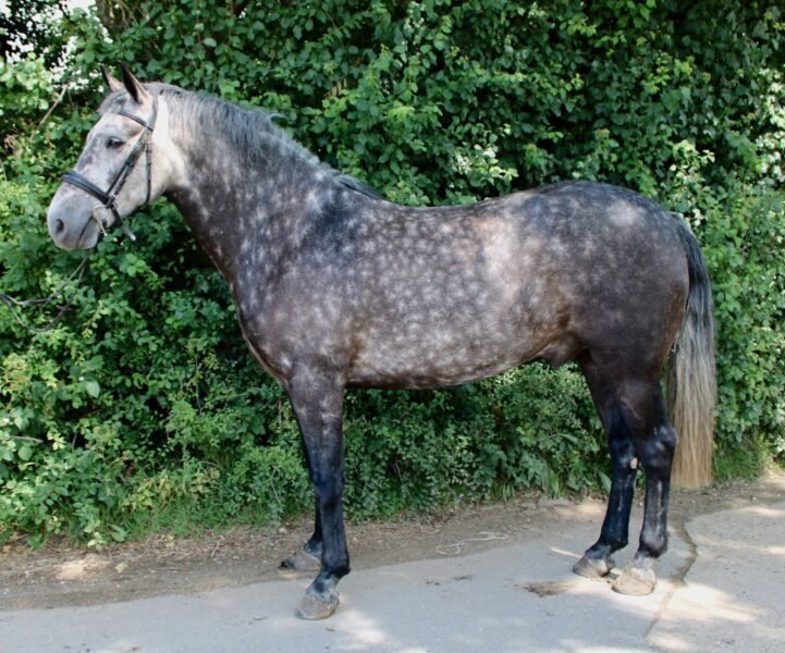 Versace - 15.2hh Connemara Gelding