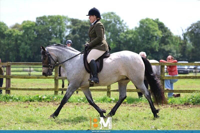 Beechmount Freya - Roan Connemara 4yr old