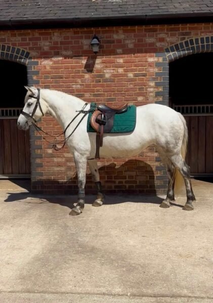 Top class 5 year old Connemara mare