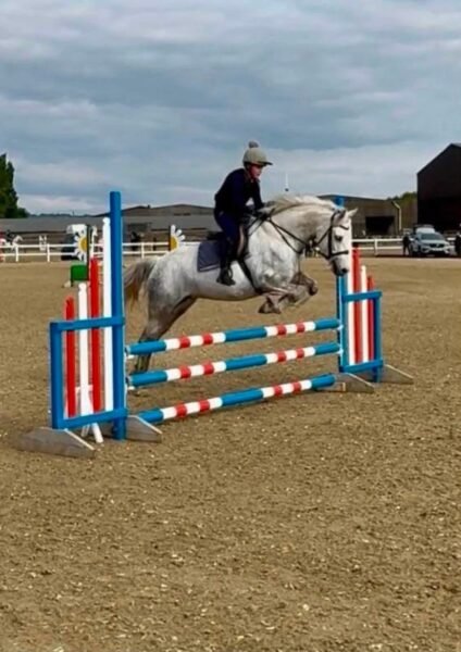Top class 5 year old Connemara mare
