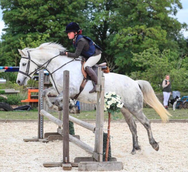 Top class 5 year old Connemara mare