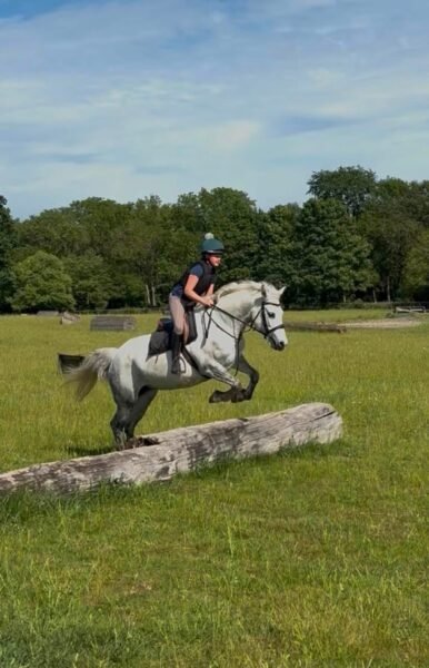 Top class 5 year old Connemara mare