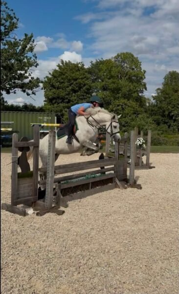 Top class 5 year old Connemara mare