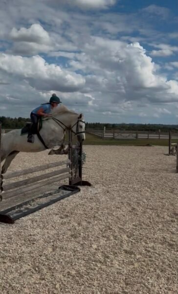 Top class 5 year old Connemara mare