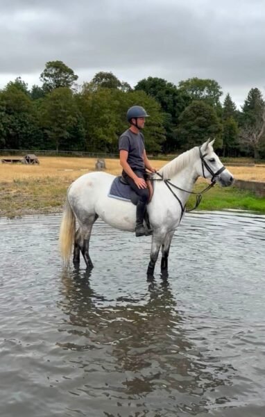 Top class 5 year old Connemara mare