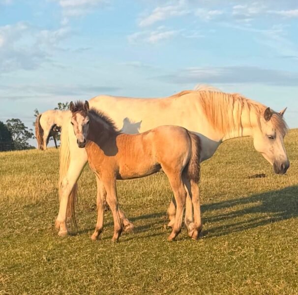 Outstanding Connemara mare and cold foal at foot