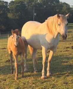 Outstanding Connemara mare and cold foal at foot