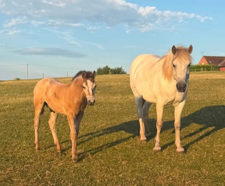 Outstanding Connemara mare and cold foal at foot