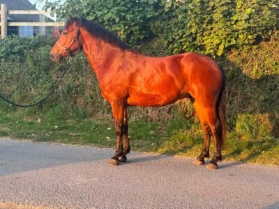 Bay 6 year old Connemara gelding