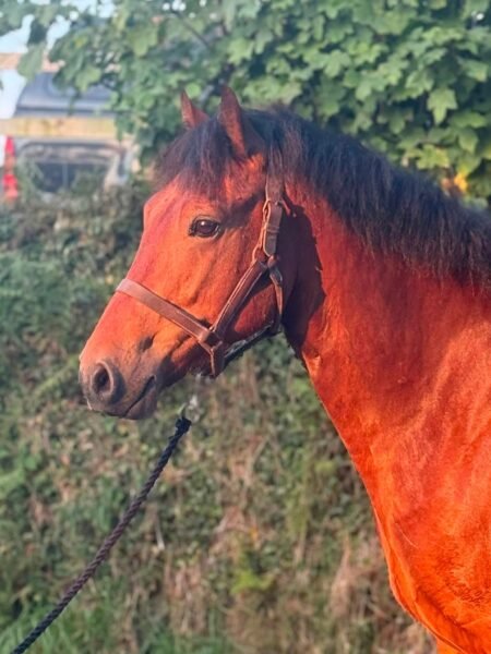 Bay 6 year old Connemara gelding