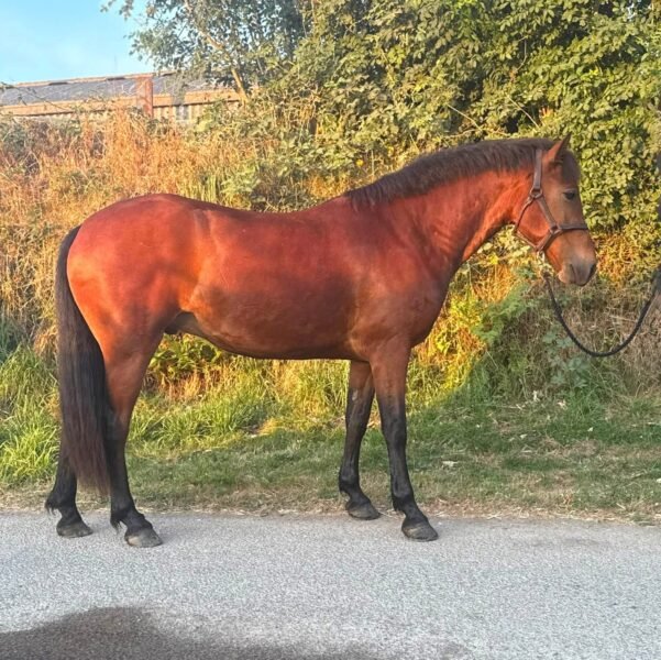 Bay 6 year old Connemara gelding