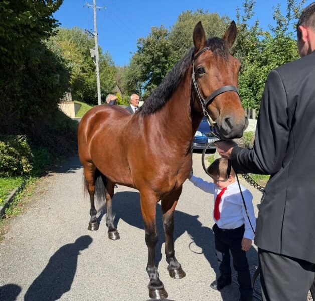 Bay 6 year old Connemara gelding