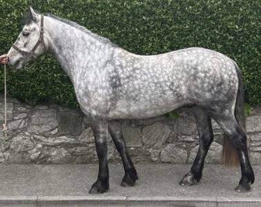 15hh Connemara Gelding
