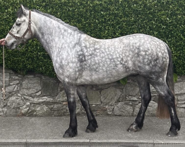 15hh Connemara Gelding