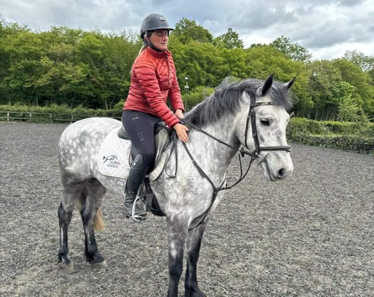 15hh Connemara Gelding