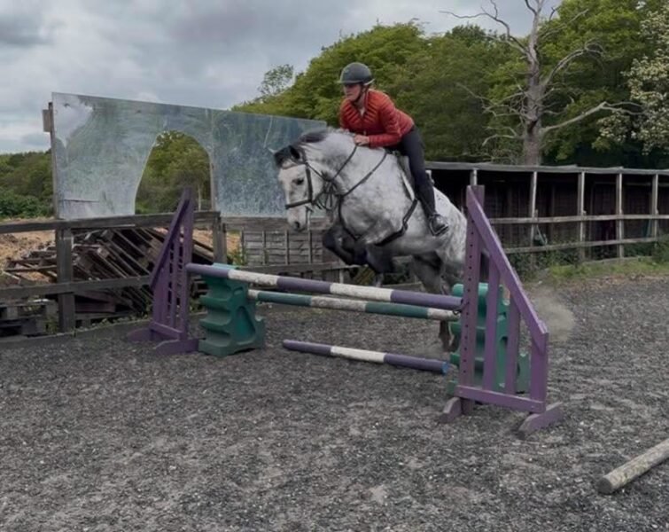 15hh Connemara Gelding
