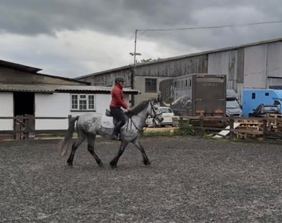 15hh Connemara Gelding