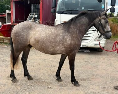 Connemara gelding by Moonlight Silver Shadow