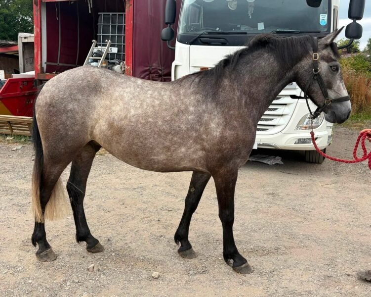 Connemara gelding by Moonlight Silver Shadow