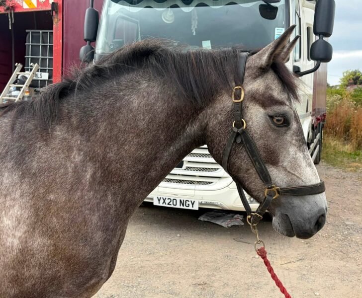 Connemara gelding by Moonlight Silver Shadow
