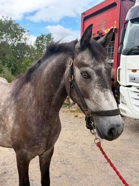Connemara gelding by Moonlight Silver Shadow