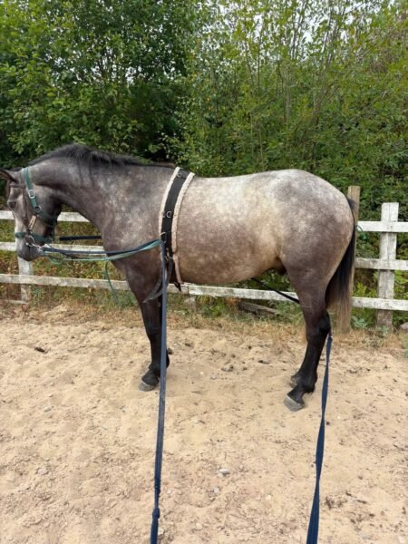 Connemara gelding by Moonlight Silver Shadow