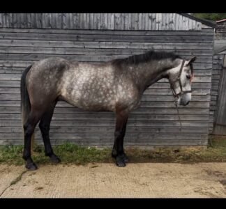 15.2hh Connemara Gelding