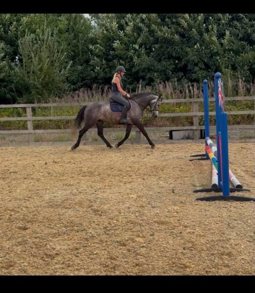 15.2hh Connemara Gelding