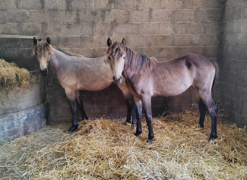 Two Buckskin Yearling Fillies