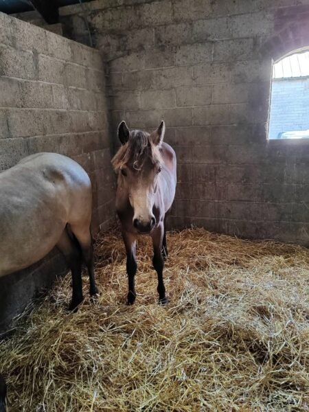 Two Buckskin Yearling Fillies