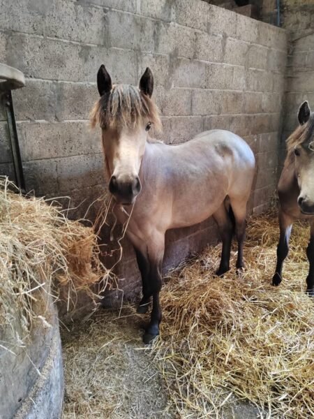 Two Buckskin Yearling Fillies