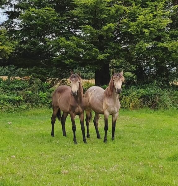 Two Buckskin Yearling Fillies