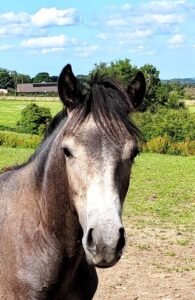 Gwennic Colt