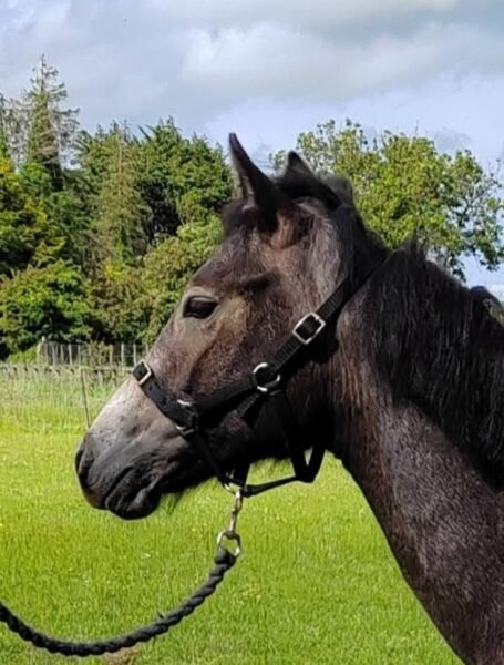 Gwennic Colt