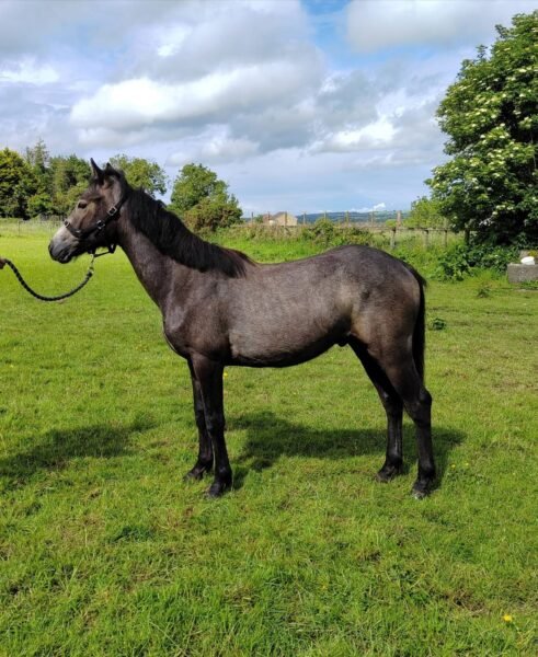 Gwennic Colt